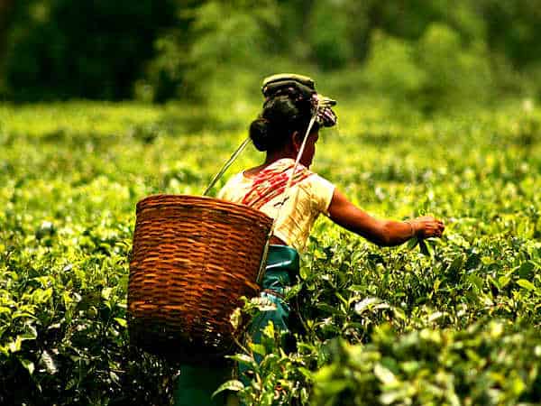 сбор чая на плантации