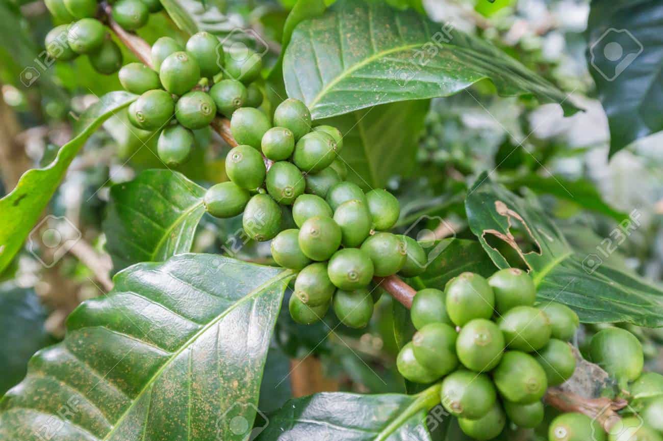 зеленый кофе растет